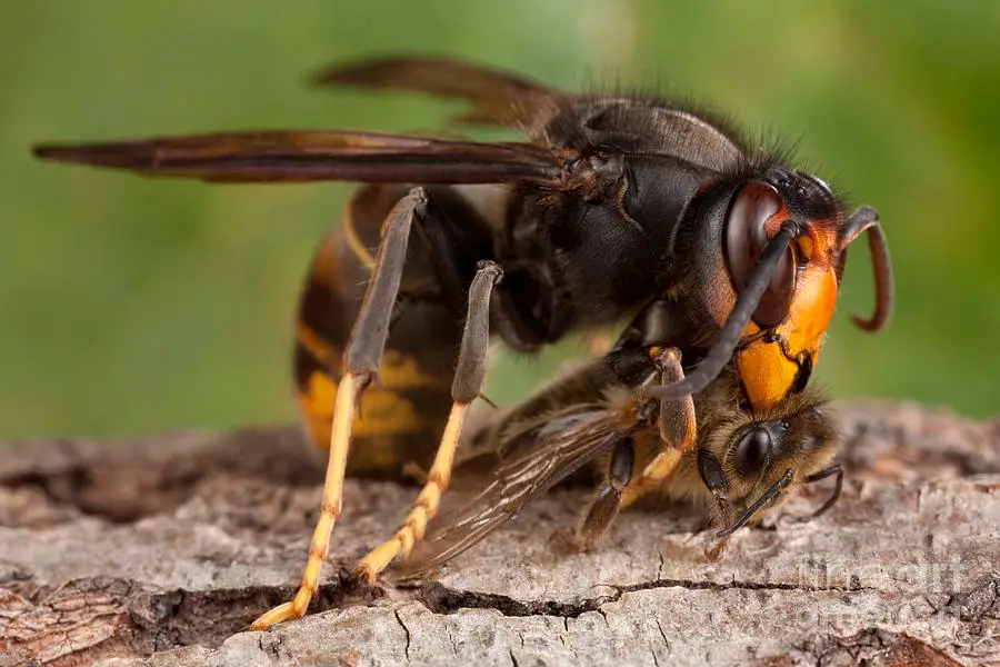 Frelon asiatique qui mange une abeille