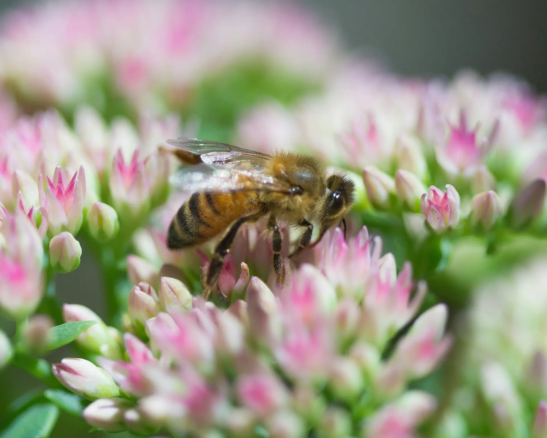 Abeille sur une fleur rose