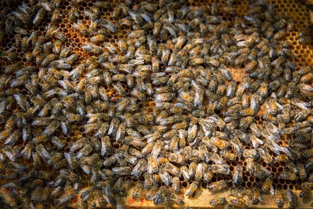 Pleins d'abeilles