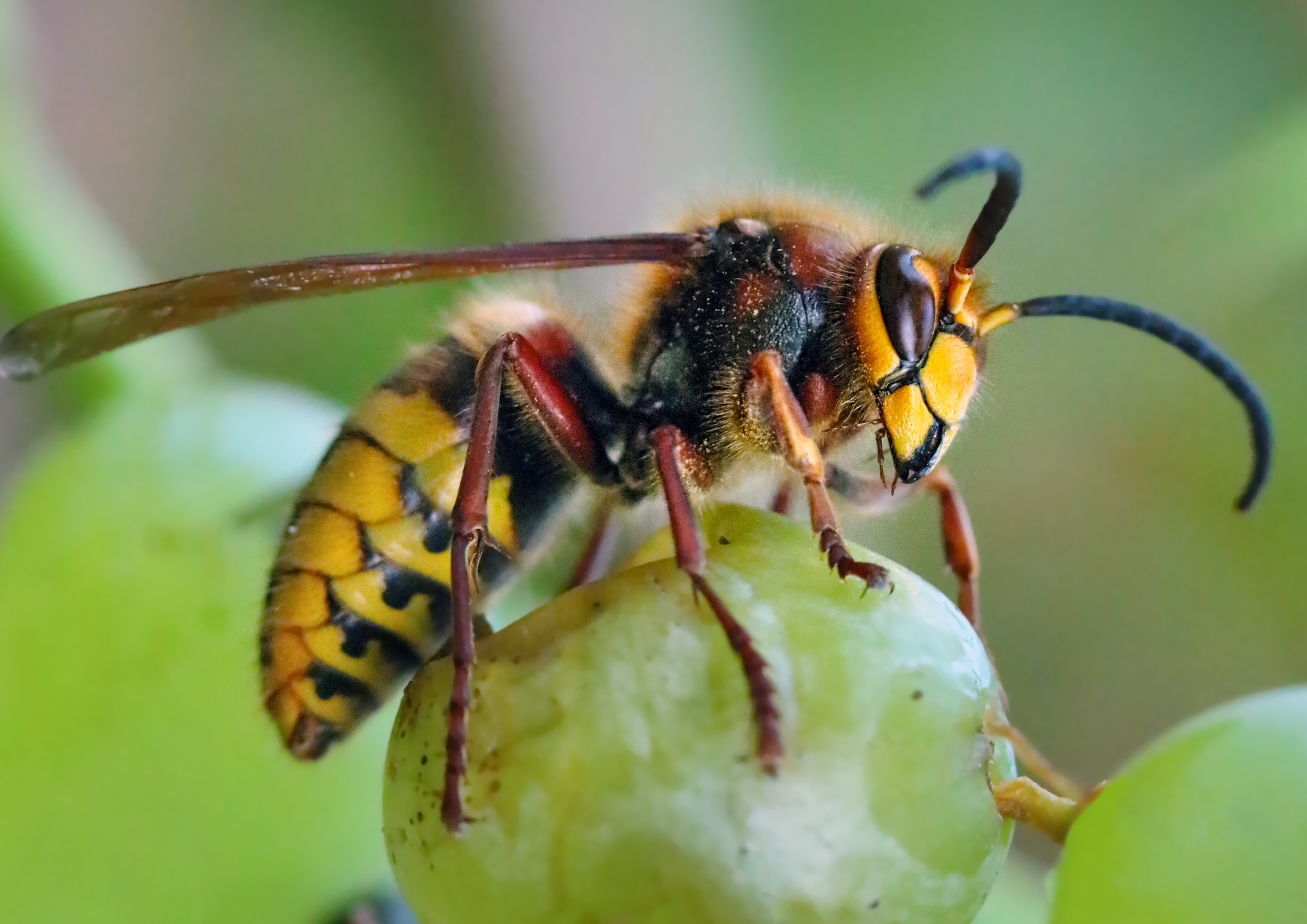 Frelon européen